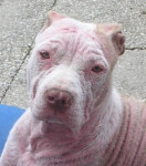 Kaya, zie hoe erg de Demodex haar hoofd heeft aangetast.Met de gewone therapie en extra homeopathie is ze uiteindelijk .